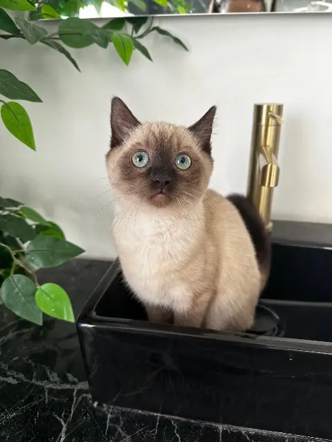 chatte lost   27190 Le Val-Doré Blue