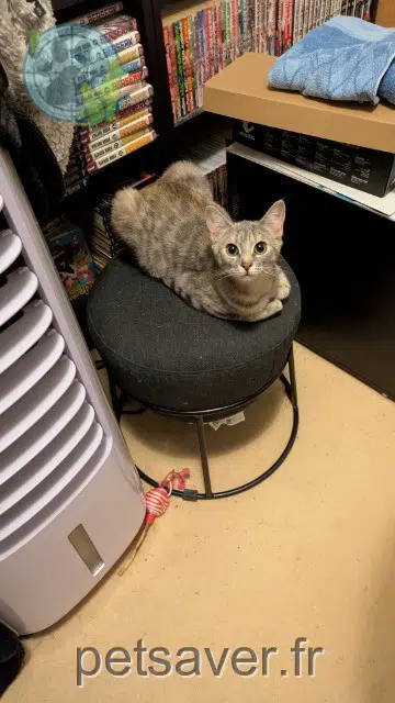 chatte lost   27600 Gaillon Luna