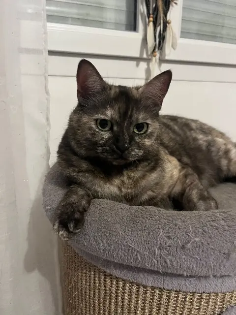 chatte lost   27460 Igoville Maïsie