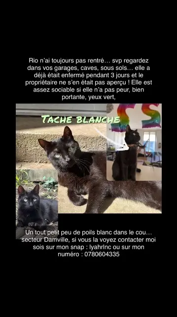 chatte lost    Mesnils-sur-Iton Rio