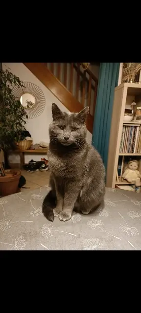 chatte lost   27930 Miserey Meïko