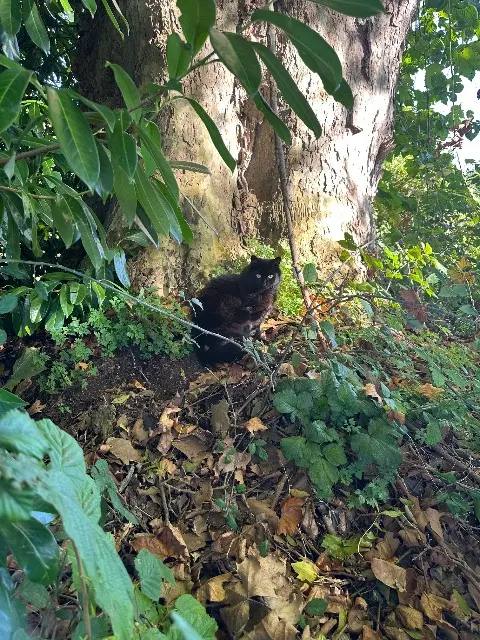 chatte lost   27810 Marcilly-sur-Eure Mia ou mimi