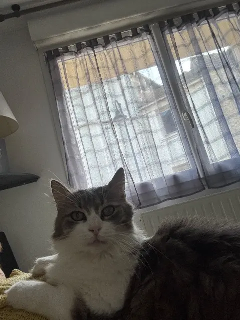 chatte lost   27120 Pacy-sur-Eure Mia