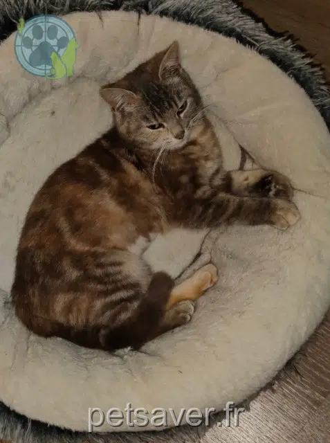 gata perdida 27150 Étrépagny Mia gata lost 27150 Étrépagny Mia