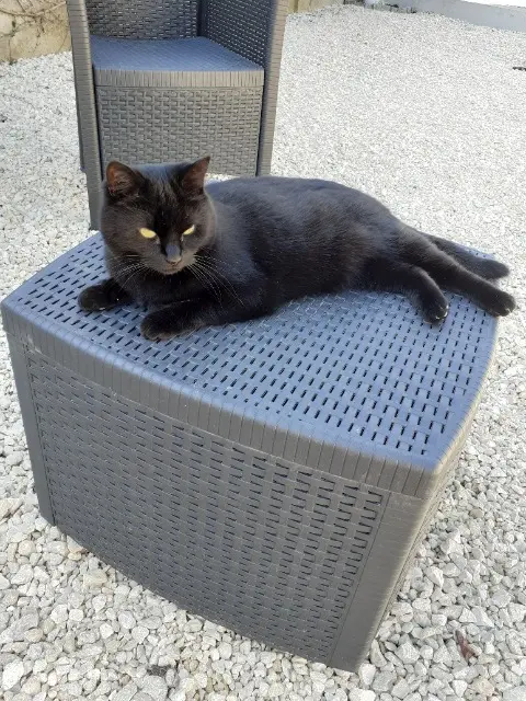 chatte lost   27150 Nojeon-en-Vexin Minette