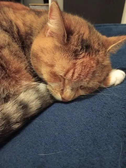 chatte lost   27100 Val-de-Reuil Minette