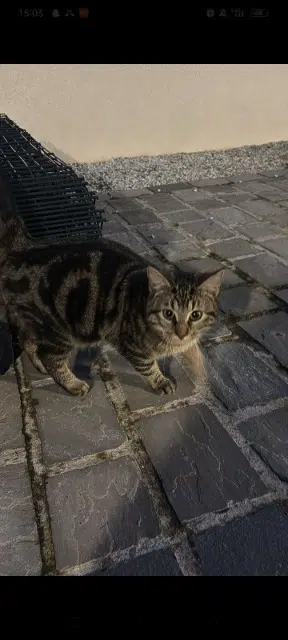 chatte lost   27600 Saint-Aubin-sur-Gaillon Miou