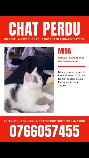 chatte lost   27380 Fleury-sur-Andelle Misa