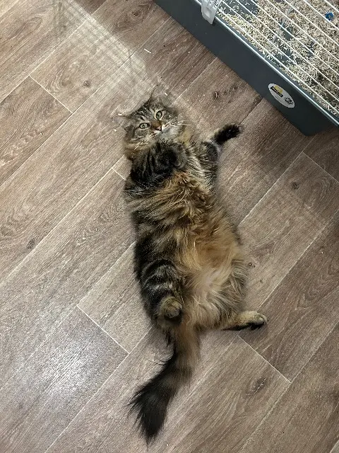 chatte lost   27160 Breteuil Moumoune