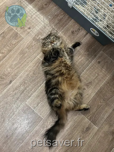 kat vermist 27160 Breteuil Moumoune kat lost 27160 Breteuil Moumoune