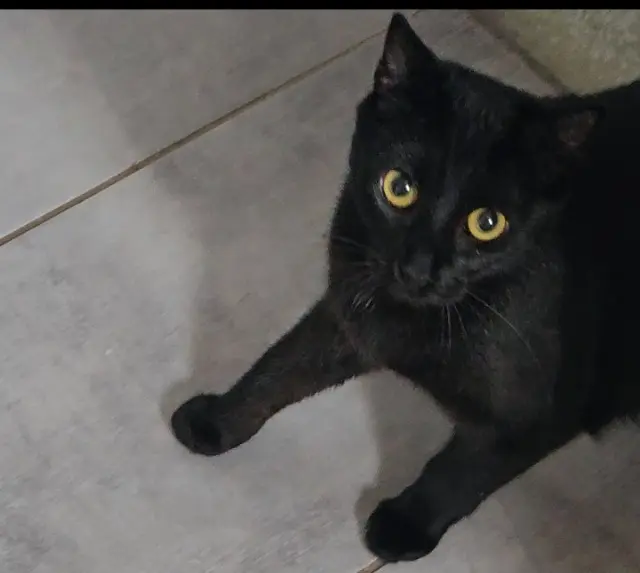 chatte lost   27950 Villez-sous-Bailleul Mélodie