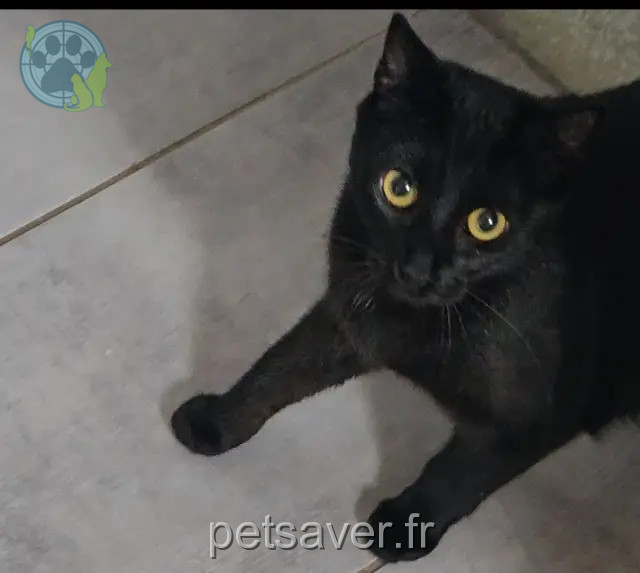 cat lost 27950 Villez-sous-Bailleul Mélodie cat lost 27950 Villez-sous-Bailleul Mélodie