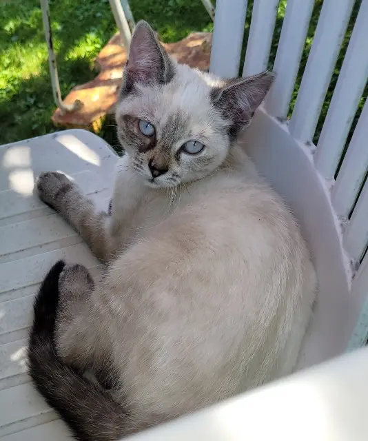 chatte lost   27400 Surville Nala