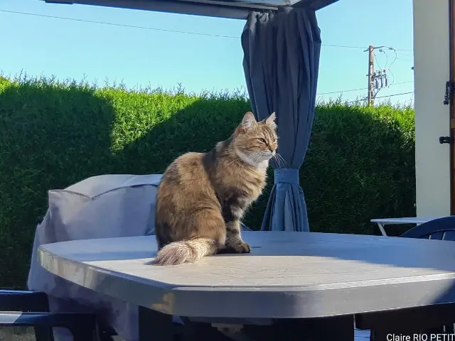 chatte lost   27550 Nassandres sur Risle Cannelle