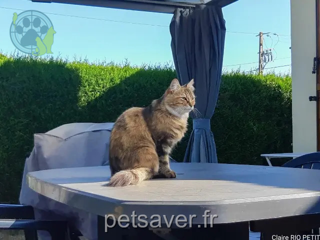 gata perdida 27550 Nassandres sur Risle Cannelle gata lost 27550 Nassandres sur Risle Cannelle