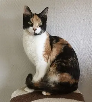 Katze vermisst 27600 Gaillon Naïa Katze lost 27600 Gaillon Naïa