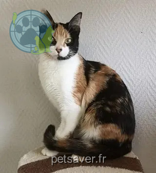 gata perdida 27600 Gaillon Naïa gata lost 27600 Gaillon Naïa