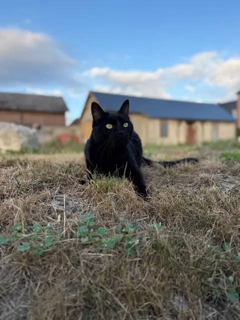 chatte lost   27380 Douville-sur-Andelle Naïa