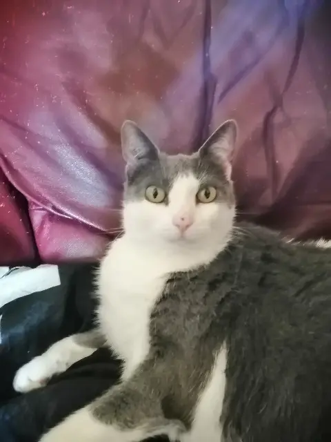 chatte lost   27930 Guichainville Nikki