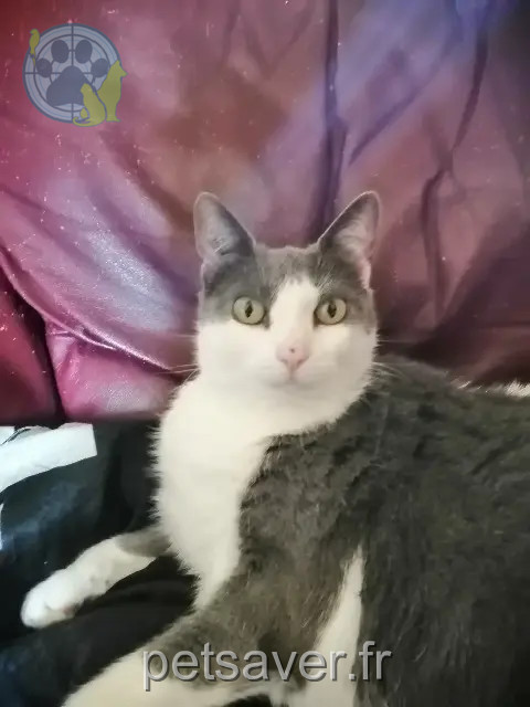 kat vermist 27930 Guichainville Nikki kat lost 27930 Guichainville Nikki