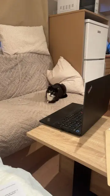chatte lost   27110 Épégard Oopsie