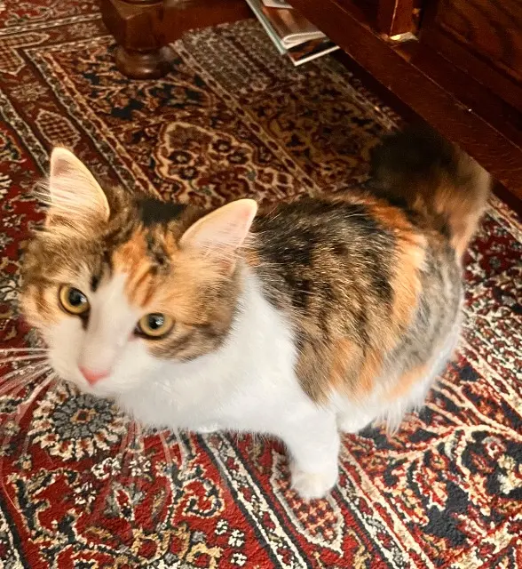 chatte lost   27910 Vascœuil Plume