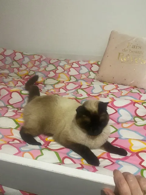 chatte lost   27600 Gaillon Plume
