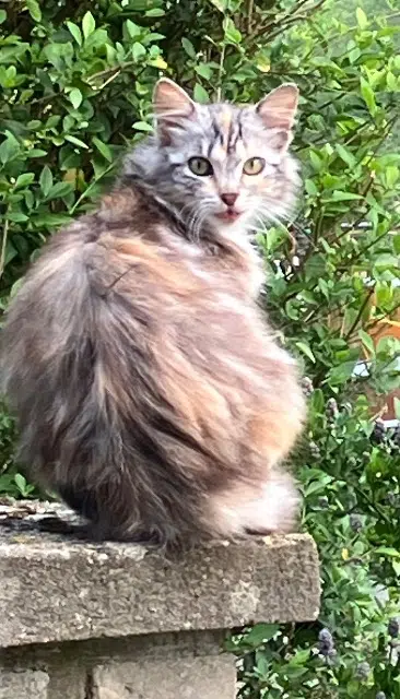 chatte lost   27740 Poses Poupette