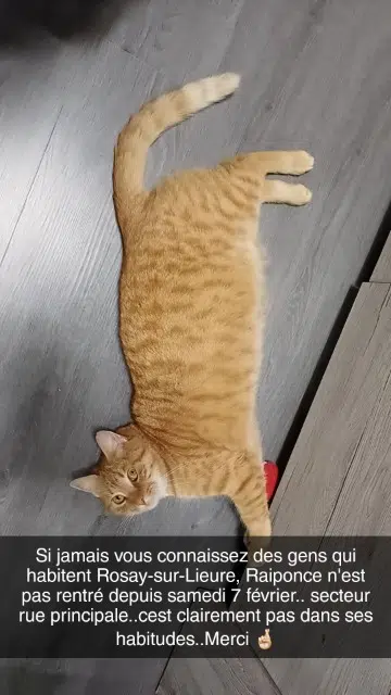 chatte lost   27790 Rosay-sur-Lieure Raiponce