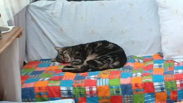 chatte lost   27190 La Bonneville-sur-Iton RINA