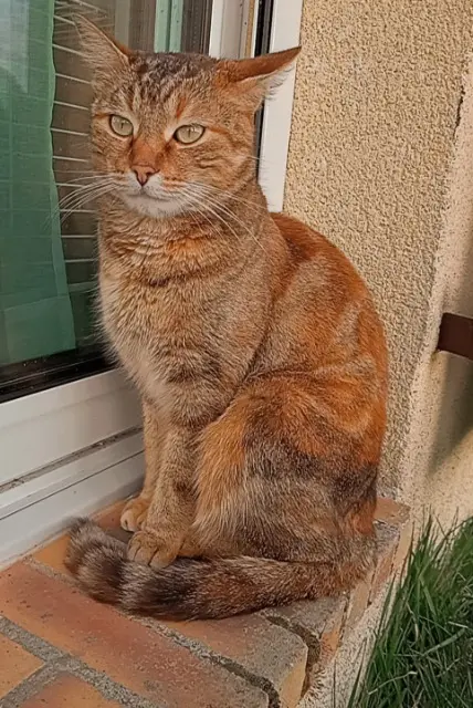 chatte lost   27110 Cesseville Rosie