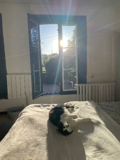 chatte lost   27370 La Saussaye Sweety