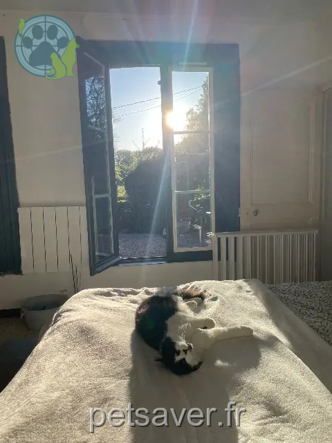 cat lost 27370 La Saussaye Sweety cat lost 27370 La Saussaye Sweety