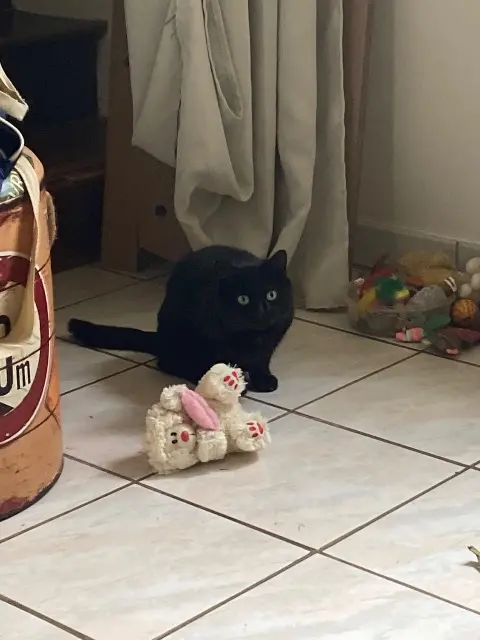 chatte lost   27240 Sylvains-Lès-Moulins Nina