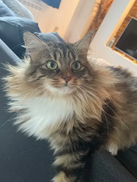 chatte lost   27400 Crasville Tagliatelle