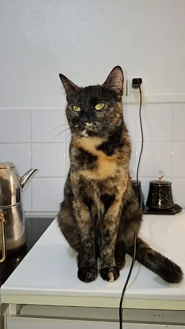 chatte lost   27000 Évreux Tartchine