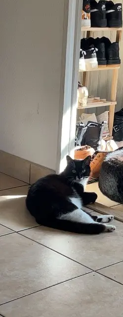 chatte lost   27120 Pacy-sur-Eure Thalya