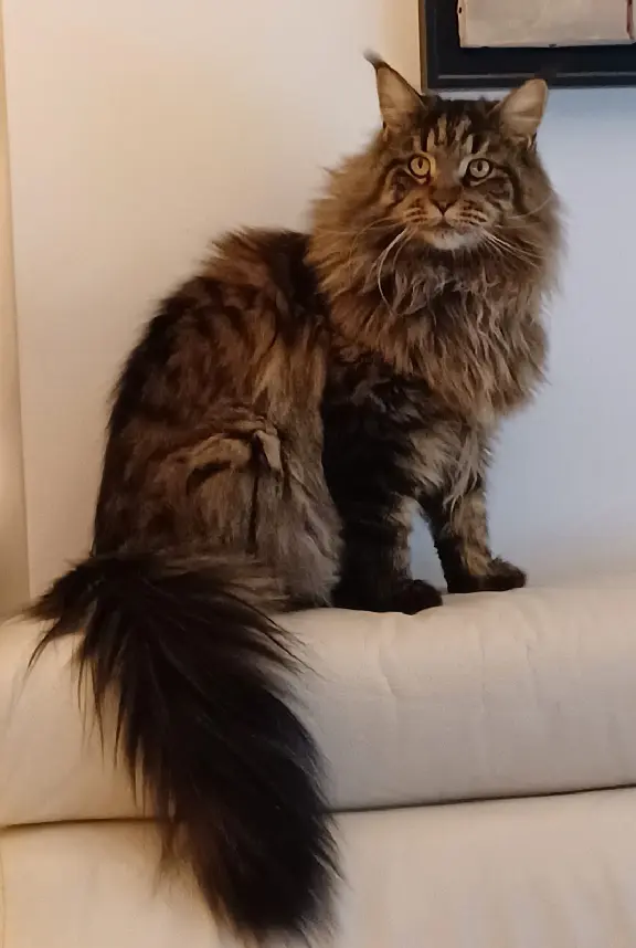 Chatte Perdue 27 Eure - Tokya Chatte Perdue 27 Eure - Tokya