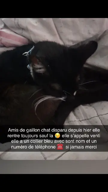 chatte lost   27600 Gaillon Venti