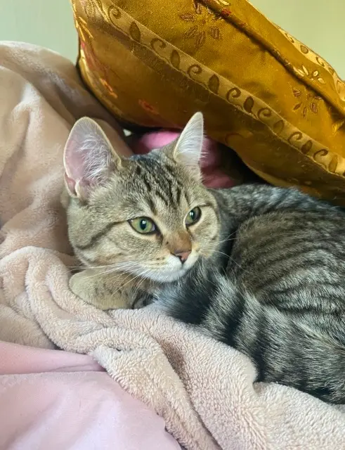 chatte lost   27340 Les Damps Vesta