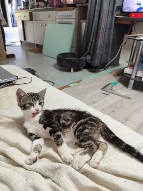 chatte lost   27630 Vexin-sur-Epte Aucun