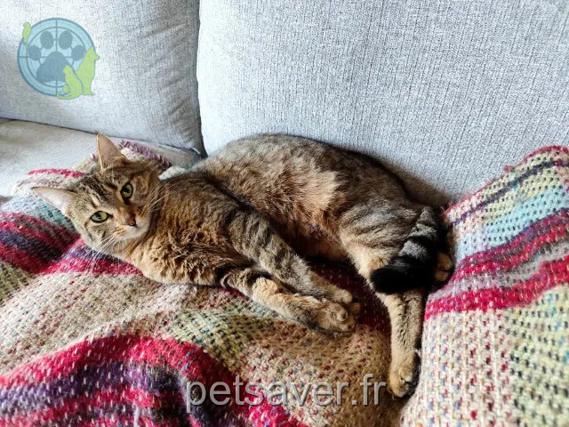 chatte lost   27910 Les Hogues Volga