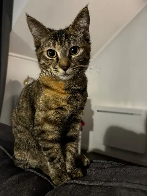 chatte lost   27300 Bernay Vénus