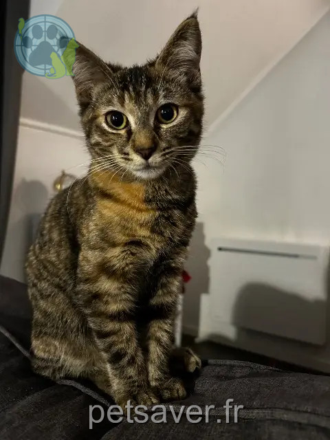 kat vermist 27300 Bernay Vénus kat lost 27300 Bernay Vénus