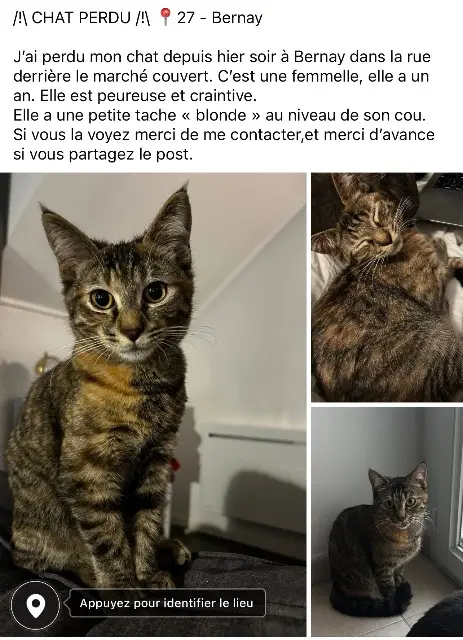 chatte lost   27300 Bernay Vénus