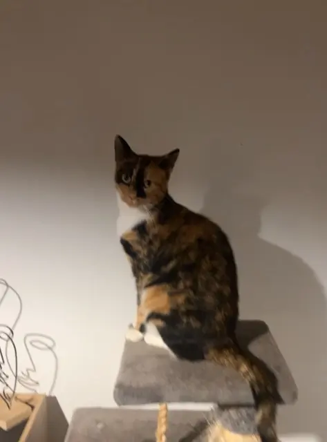 chatte lost   27400 Surville Yoshe