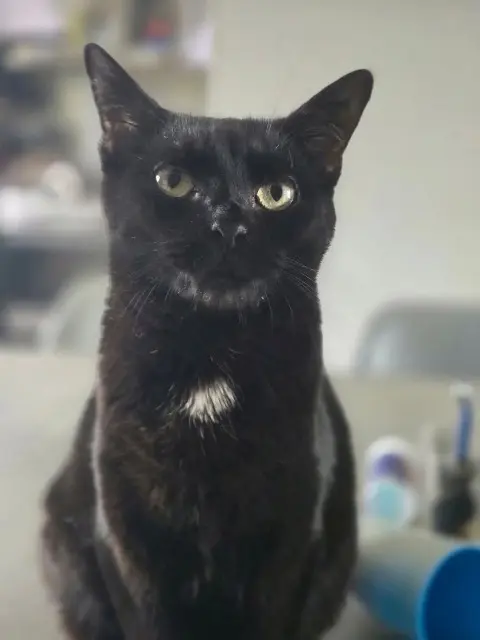 chatte lost   27300 Bernay Yseult