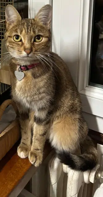 chatte lost   27490 Autheuil-Authouillet Yuna