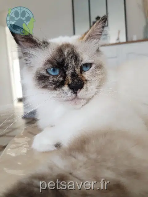 chatte lost 27320 Droisy Zélie