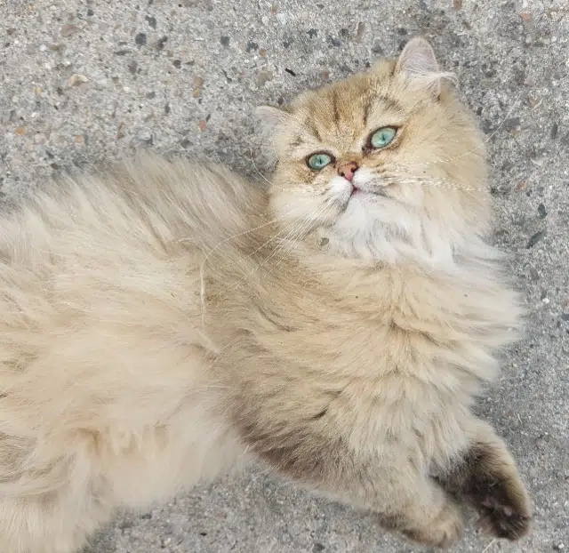 chatte lost   27640 Villiers-en-Désœuvre Éris